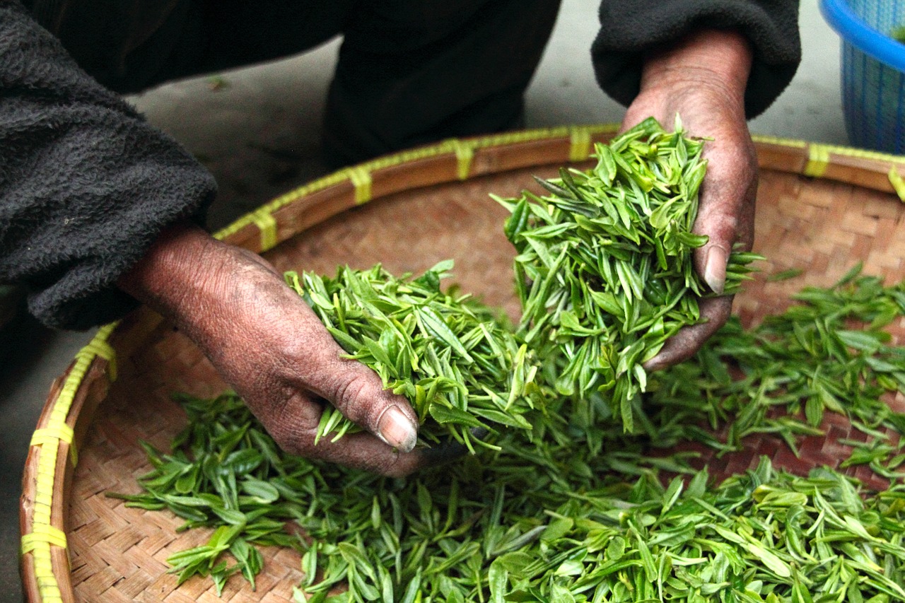 varieties of green tea