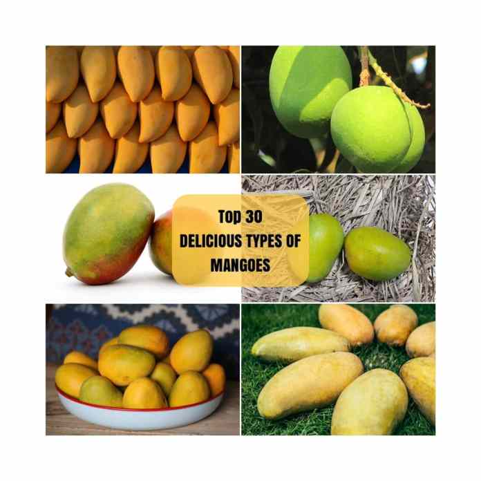 types of mangoes in india