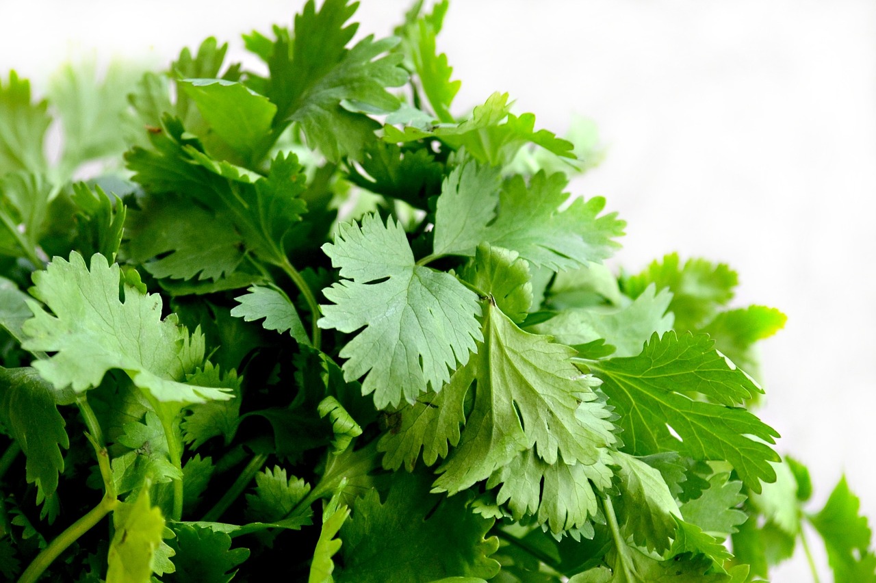 8 great substitutes for coriander