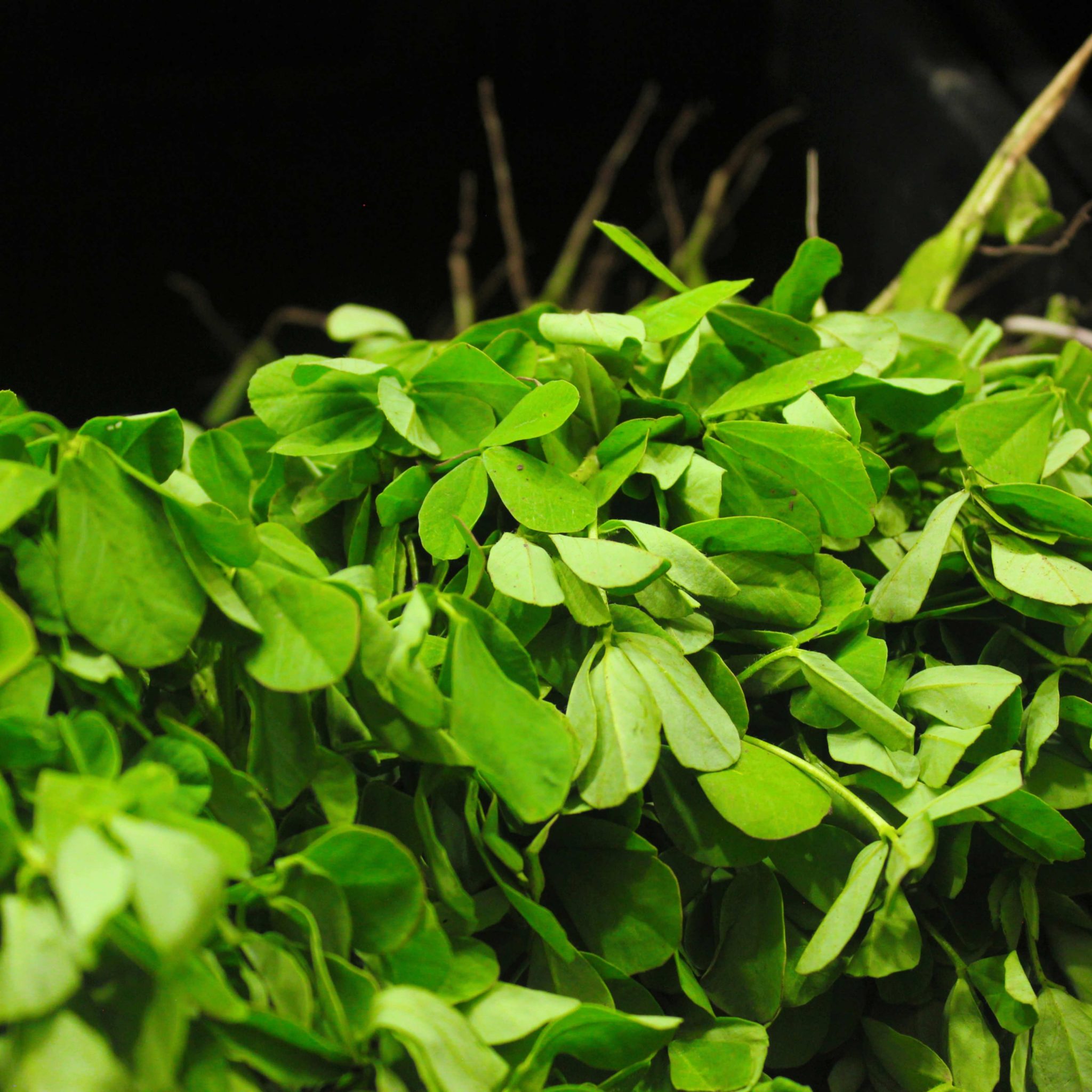 Can Fenugreek Benefit Your Hair? | Real Answers & EVIDENCE - Great Green  Wall