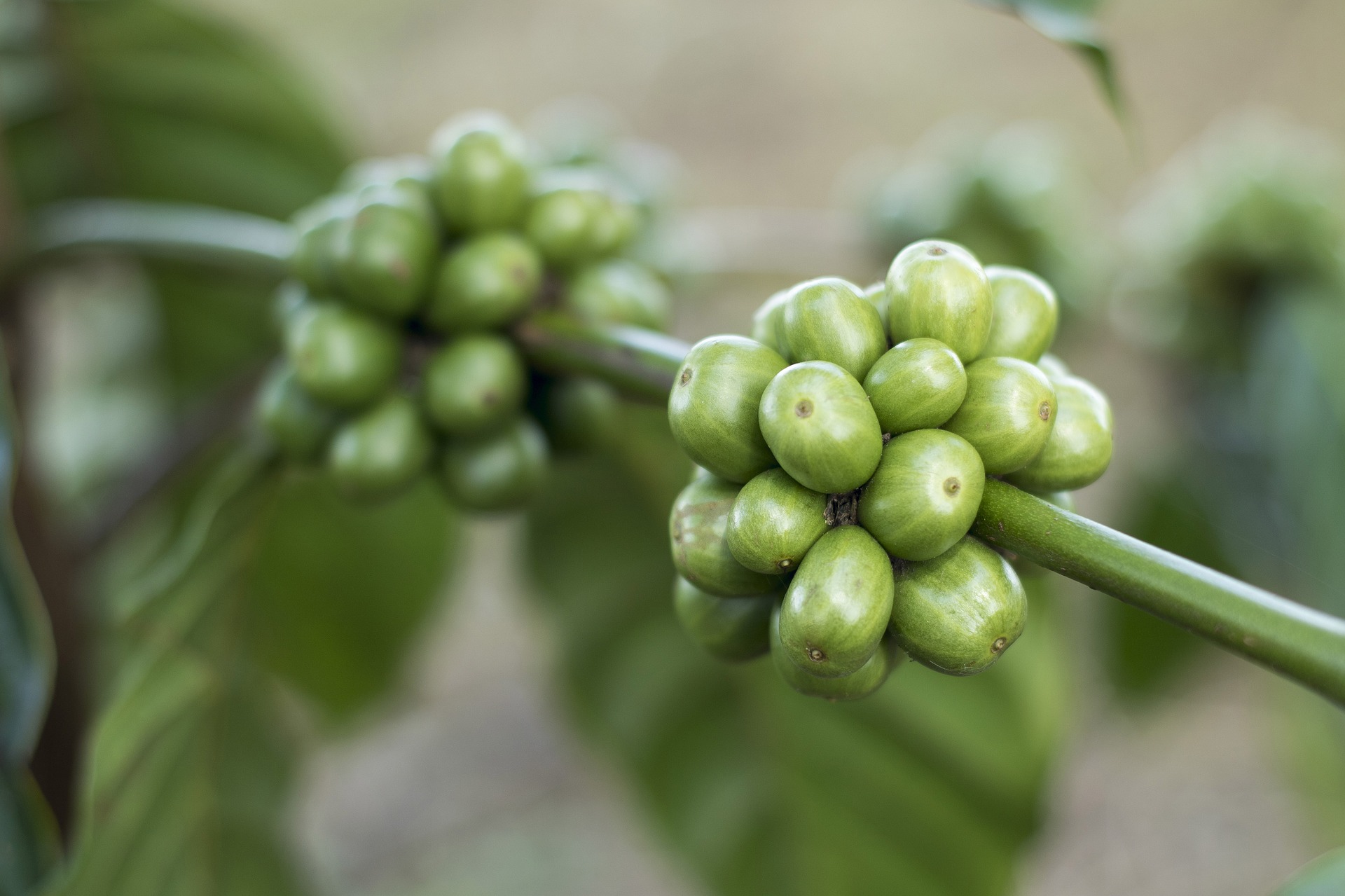 health benefits of green coffee
