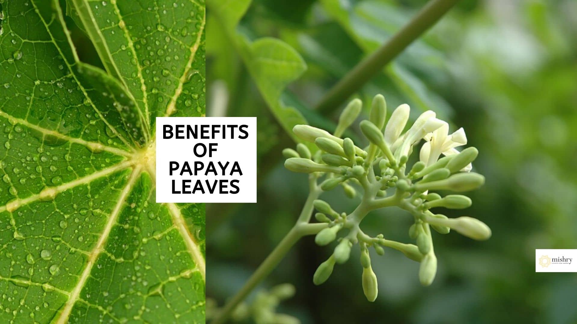 Benefits Of Papaya Leaves