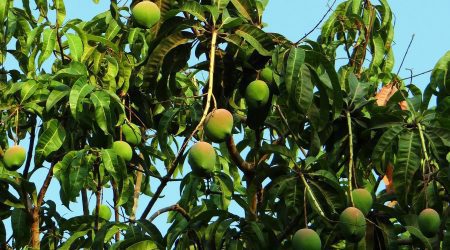 Benefits Of Mango Leaves
