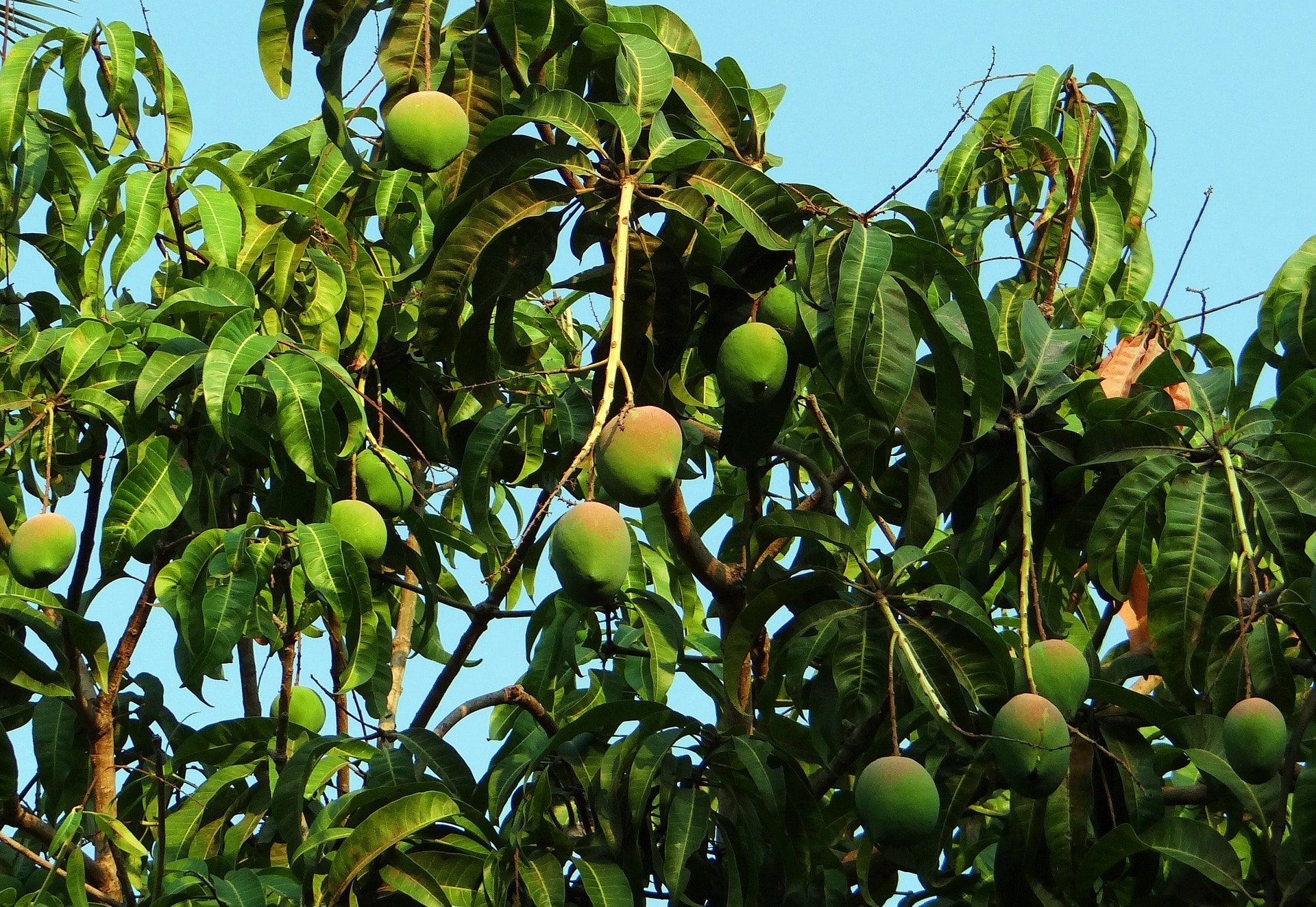 Benefits Of Mango Leaves
