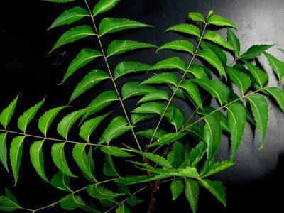 amazing benefits and uses of neem leaves