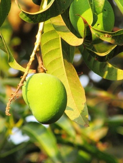 benefits of mango leaves